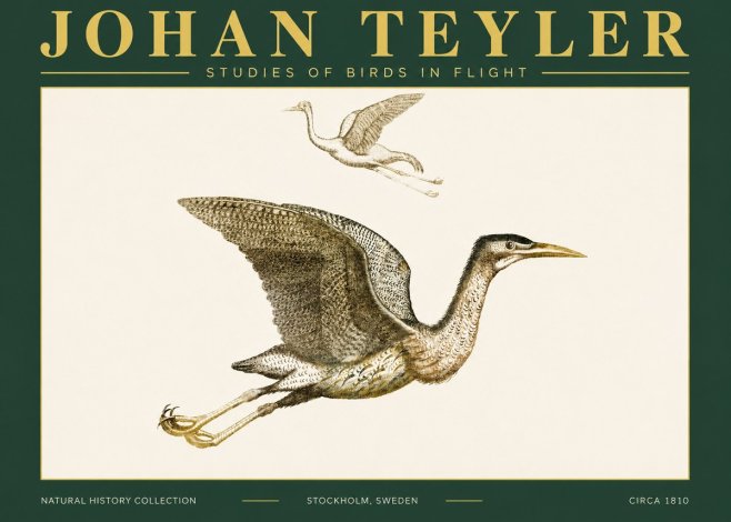 Johan Teyler Studies of Birds in Flight No4 - Plakát