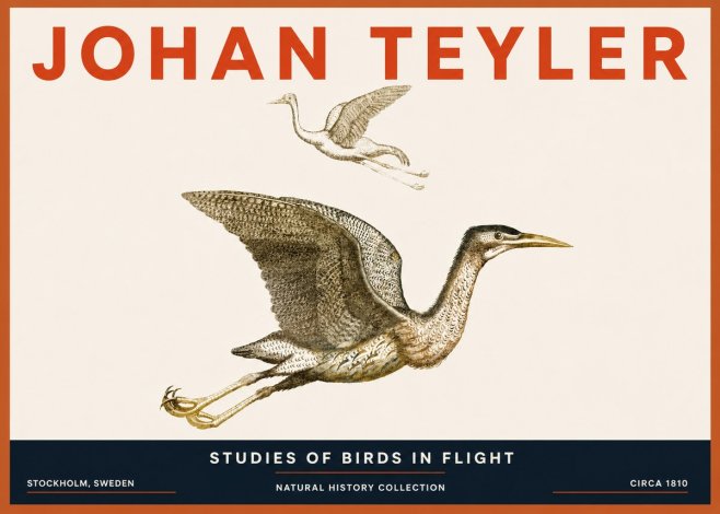 Johan Teyler Studies of Birds in Flight No5 - Plakát