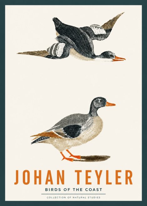 Johan Teyler Birds of the Coast No2 - Plakát