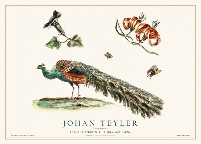 Johan Teyler Peacock Study with Flora and Fauna No1 - Plakát