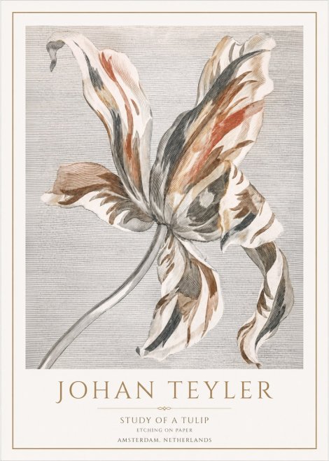 Johan Teyler Study of a Tulip No1 - Plakát