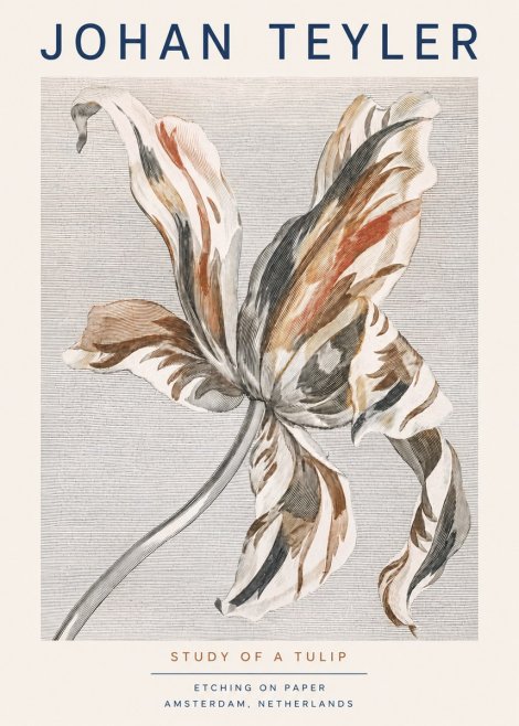 Johan Teyler Study of a Tulip No3 - Plakát