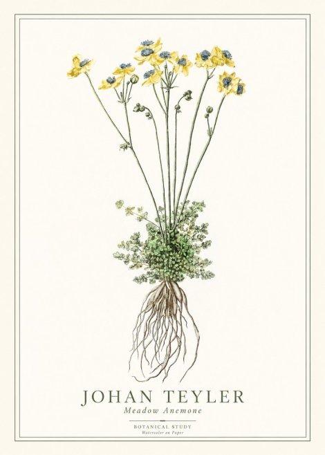 Johan Teyler Meadow Anemone No1 - Plakát