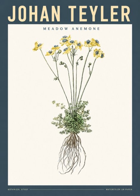 Johan Teyler Meadow Anemone No2 - Plakát