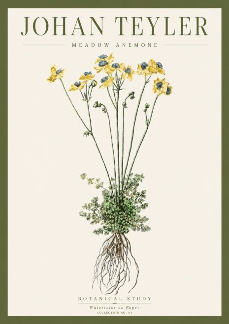 Johan Teyler Meadow Anemone No4 - Plakát
