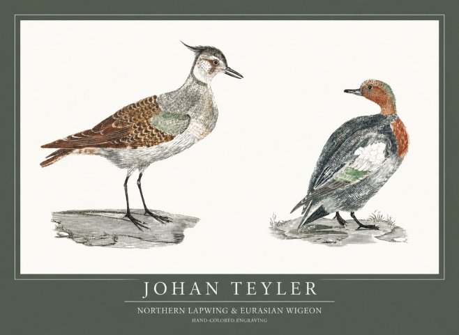 Johan Teyler Northern Lapwing & Eurasian Wigeon No1 - Plakát