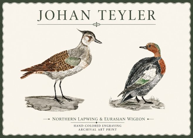 Johan Teyler Northern Lapwing & Eurasian Wigeon No4 - Plakát