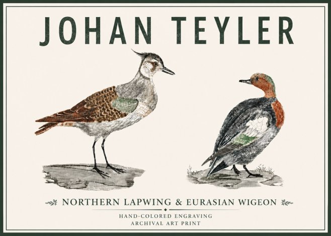 Johan Teyler Northern Lapwing & Eurasian Wigeon No5 - Plakát
