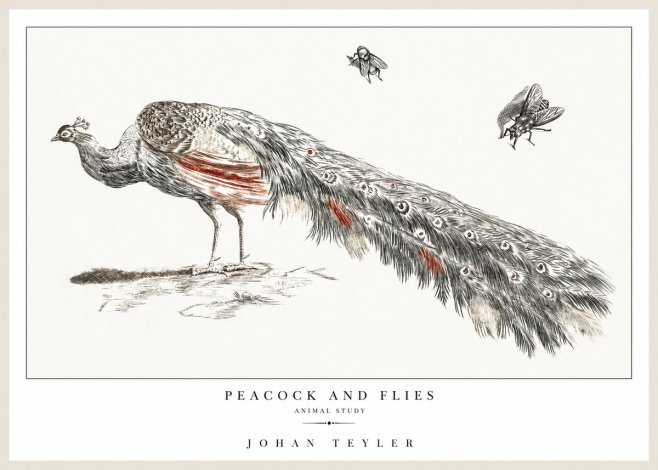 Johan Teyler Peacock and Flies - Animal Study No1 - Plakát