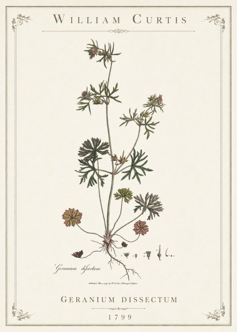 William Curtis Geranium Dissectum I No1 - Plakát