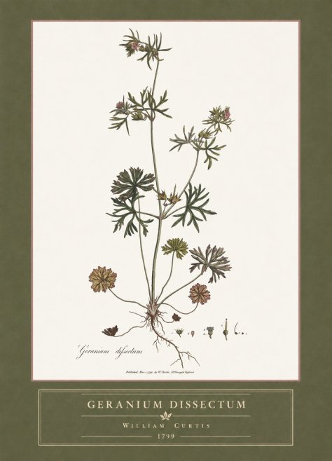 William Curtis Geranium Dissectum I No4 - Plakát