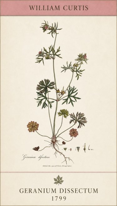 William Curtis Geranium Dissectum I No5 - Plakát