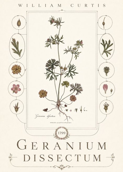 William Curtis Geranium Dissectum I No6 - Plakát