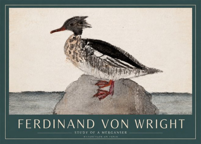 Ferdinand von Wright Study of a Merganser No3 - Plakát