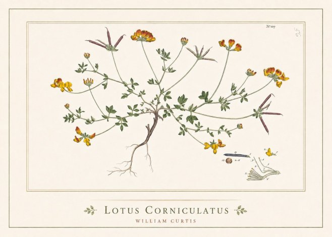 William Curtis Lotus Corniculatus I No5 - Plakát