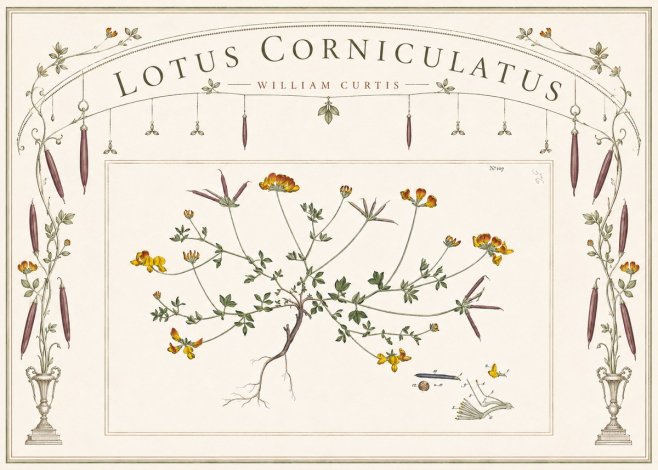 William Curtis Lotus Corniculatus I No6 - Plakát