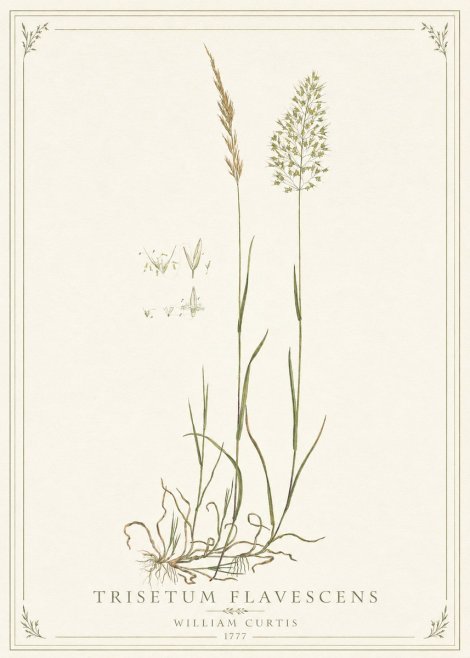 William Curtis Trisetum Flavescens II No1 - Plakát