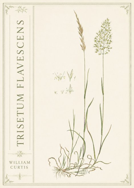 William Curtis Trisetum Flavescens II No2 - Plakát