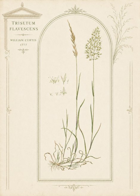 William Curtis Trisetum Flavescens II No3 - Plakát
