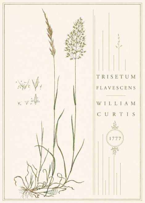 William Curtis Trisetum Flavescens II No4 - Plakát