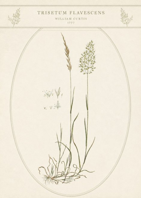 William Curtis Trisetum Flavescens II No5 - Plakát