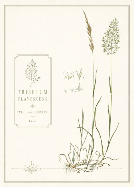 William Curtis Trisetum Flavescens II No6 - Plakát