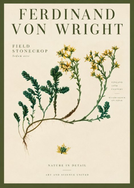 Ferdinand von Wright Botanical Study No4 - Plakát