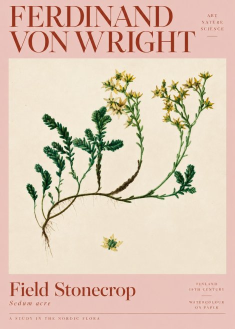 Ferdinand von Wright Botanical Study No5 - Plakát