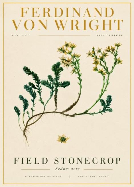 Ferdinand von Wright Botanical Study No6 - Plakát
