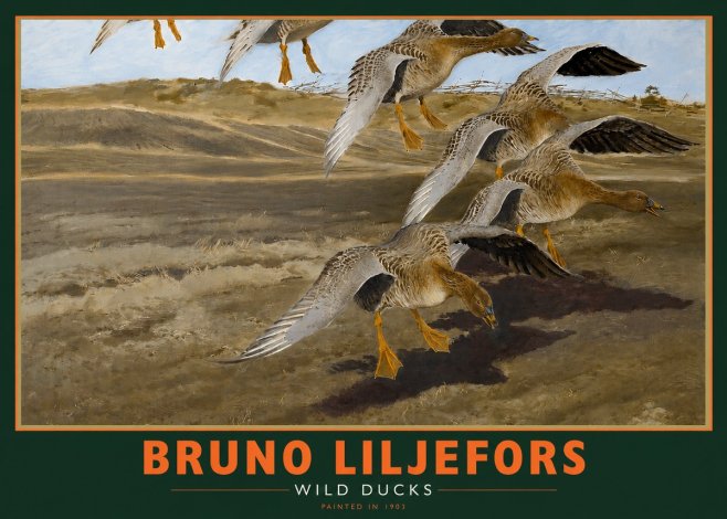 Bruno Liljefors Wild Ducks I No2 - Plakát