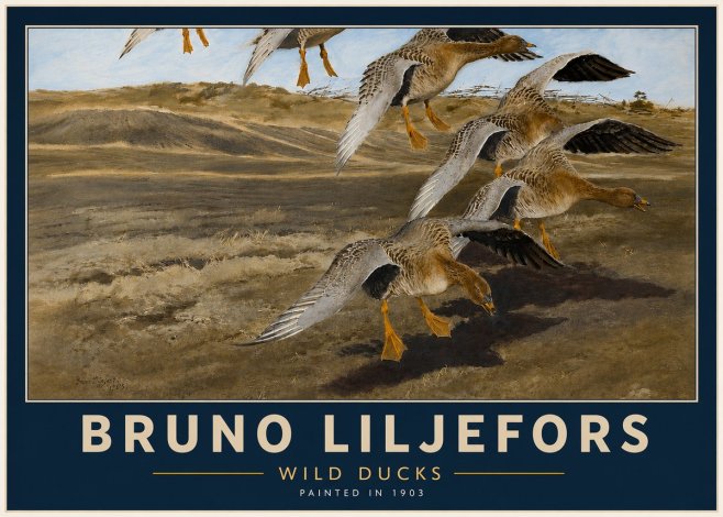 Bruno Liljefors Wild Ducks I No4 - Plakát