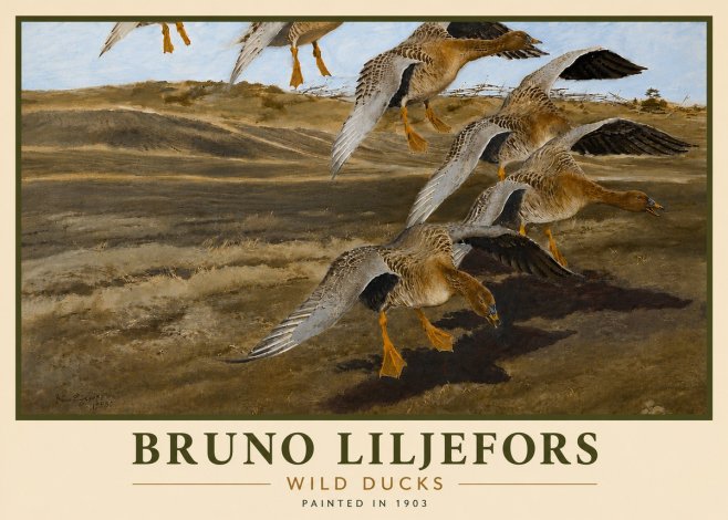 Bruno Liljefors Wild Ducks I No6 - Plakát
