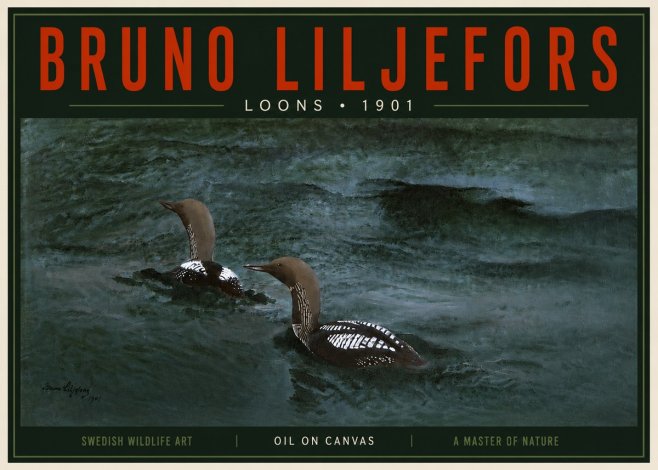 Bruno Liljefors Loons · 1901 No5 - Plakát