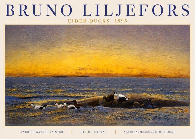 Bruno Liljefors Eider Ducks. 1895 No6 - Plakát