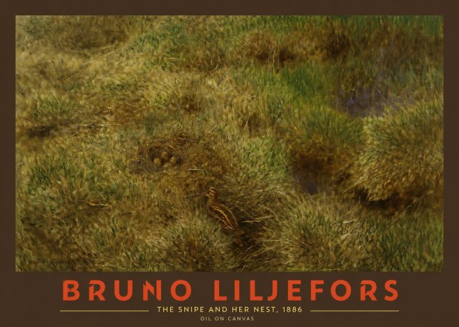 Bruno Liljefors The Snipe and Her Nest No2 - Plakát