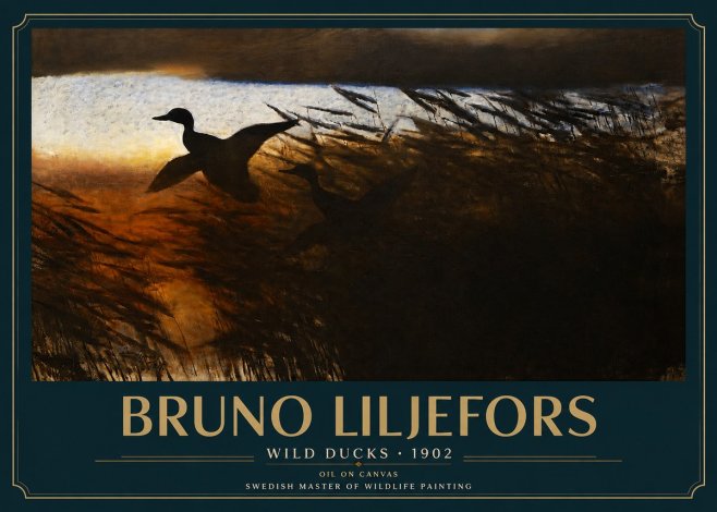 Bruno Liljefors Wild Ducks II No3 - Plakát