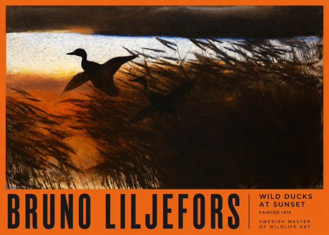 Bruno Liljefors Wild Ducks II No6 - Plakát