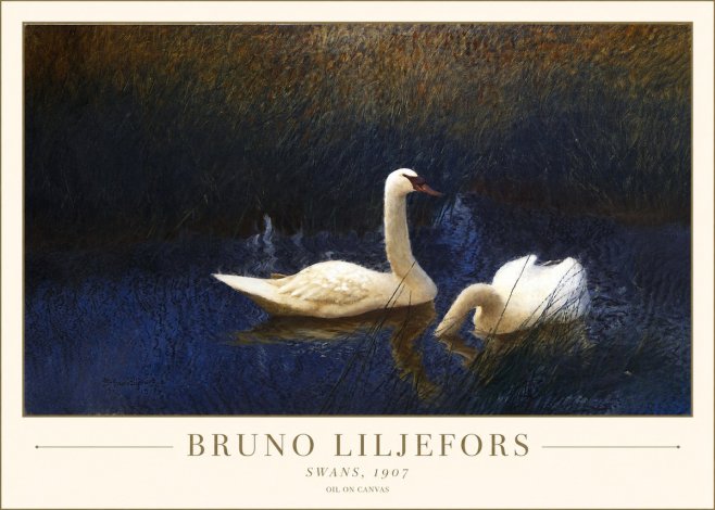 Bruno Liljefors Swans, 1907 No1 - Plakát