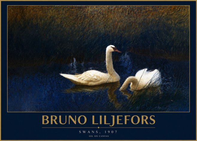 Bruno Liljefors Swans, 1907 No2 - Plakát