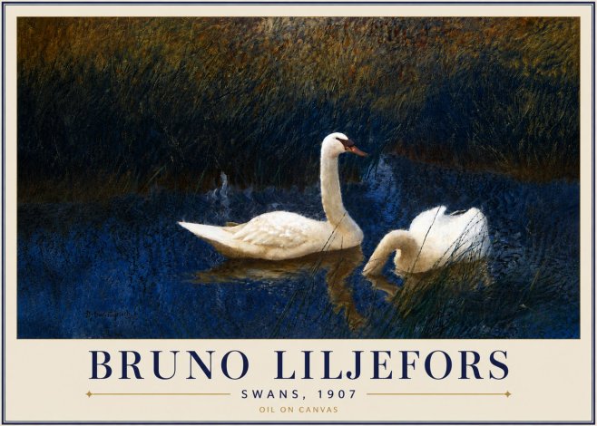 Bruno Liljefors Swans, 1907 No5 - Plakát