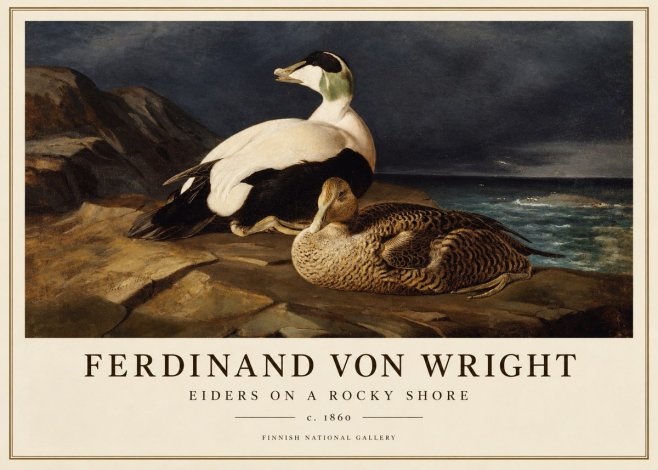 Ferdinand von Wright Eiders on a Rocky Shore No1 - Plakát