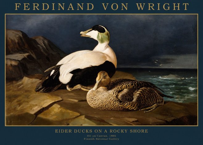Ferdinand von Wright Eiders on a Rocky Shore No2 - Plakát
