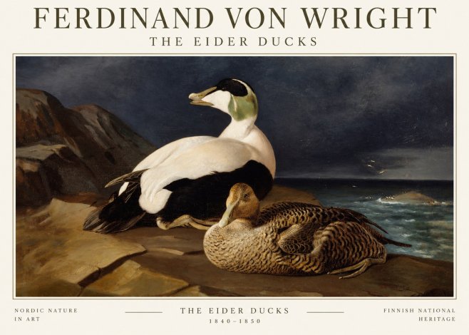 Ferdinand von Wright Eiders on a Rocky Shore No3 - Plakát