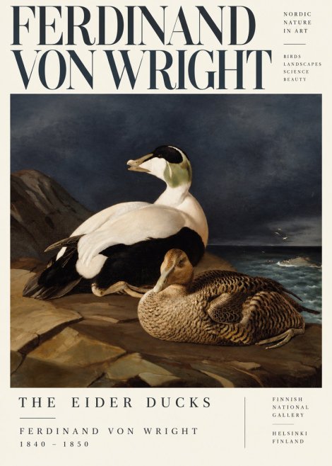 Ferdinand von Wright Eiders on a Rocky Shore No5 - Plakát