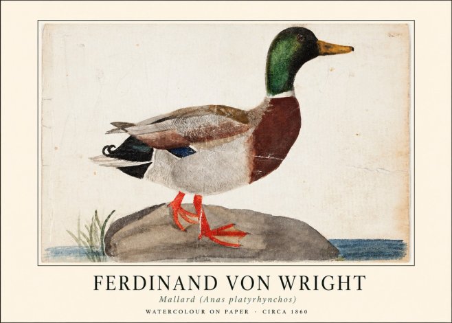 Ferdinand von Wright Mallard (Anas Platyrhynchos) No1 - Plakát