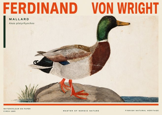 Ferdinand von Wright Mallard (Anas Platyrhynchos) No3 - Plakát