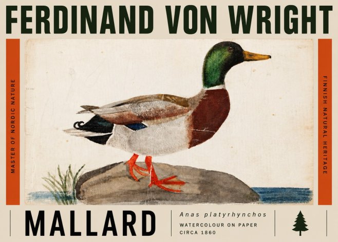 Ferdinand von Wright Mallard (Anas Platyrhynchos) No5 - Plakát