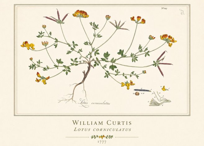 William Curtis Lotus Corniculatus II No1 - Plakát