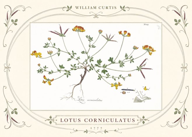 William Curtis Lotus Corniculatus II No3 - Plakát