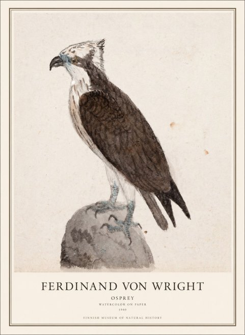 Ferdinand von Wright Osprey No1 - Plakát